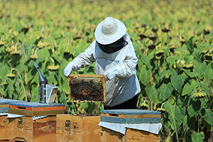 Arıcılıkta En `Bal`lı Yıl