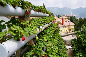Evinin Terasına Örnek Çilek Bahçesi Kurdu