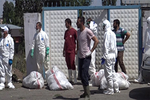 Filipinler`de 400 Bin Kümes Hayvanını İtlaf Edilecek