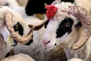 5 Milyon 150 Bin Kurban ile Kurban Bayramına Hazırız