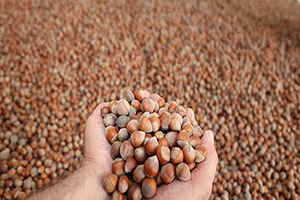 Tarım Bakanı Fakıbaba`dan `Fındık Alımı` Açıklaması