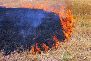 Anız Yakana Dekar Başına 42 TL Ceza