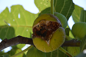 Kurtuluş`ta Bin 100 Dekar İncir Zarar Gördü