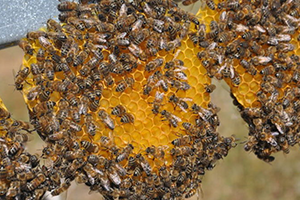 Arıcılıkta İki Ay Çalışarak 100 Bin TL Kazanmak Mümkün