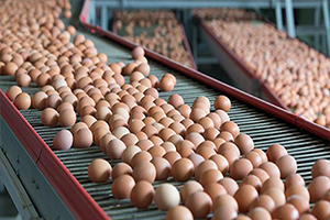 Almanya Tarım Bakanı Schmidt: Zehir, Yumurtalara Bilerek Bulaştırılmış Olabilir