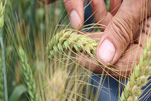 TİGEM Sertifikalı Hububat Tohumluk Fiyatlarını Açıkladı