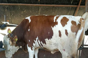 Kurbanlık Hayvan Alacak Vatandaşlara Uyarı