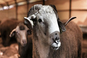 TESK/Palandöken: Spekülatörler Kurban Piyasasını Alt Üst Ediyor