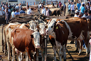 `İstanbul`da Kurbanlık Sıkıntısı Yok`