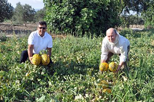 Kırkağaç Kavununda İlk Hasat Yapıldı