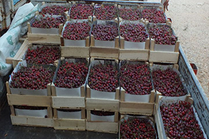 Yüksek Fiyat İhracata da Yansıdı