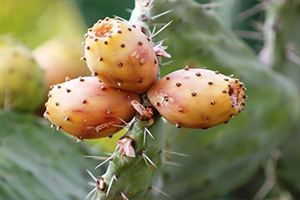 Kaynana Dilinin Hasadı Zorlu, Satışı Kazançlı