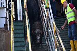 ESK Güney Amerika`dan da Besilik Sığır İthal Edecek