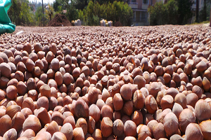 Fındık Üreticisine ŞOK!