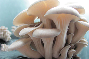 Köylü Kadınlar İstiridye Mantarı Üretecek