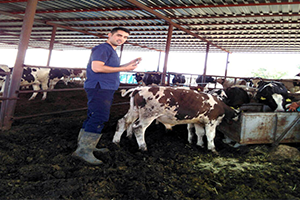 Şap Hastalığından Ari Hale Geliyor