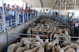 `Koyun ve Keçilerde Verimliliği Artırma`