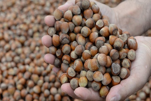 Yağmur, Fındık Üreticisini Endişelendiriyor