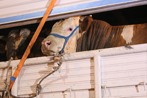 Kurbanlıklar Gelmeye Başladı