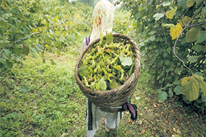 Fındık Alım Fiyatı Açıklandı