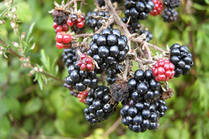 Lavanta, Ahududu, Böğürtlen Gelir Kapısı Oluyor