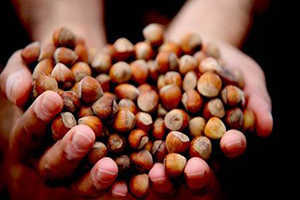 Fındık Harmana İndi, Rekolte Ve Fiyat Tartışmaları Başladı