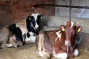 Dişi Düve Kesimi İçin Rapor Alınacak