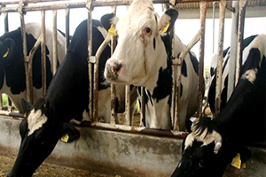 TÜKET-BİR 2017 Yılı Kurbanlık Fiyatlarını Açıkladı