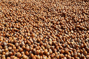 FİSKOBİRLİK Yeni Sezon Fındık Alımına Başladı