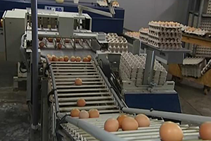 Avrupa Komisyonu Zehirli Yumurta Konusunda Uyardı