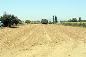 Menderes`te Susuzluk Tehlikesi