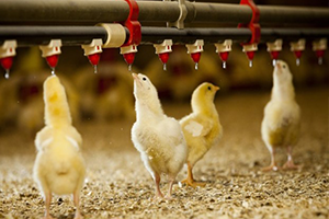 Civciv Krizinde `Orta Yol` Aranıyor