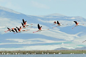 Allı Turnalar Yazı da Kışı da Anadolu`da Geçiriyor