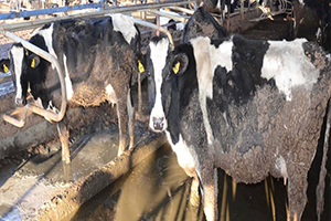 Mozart`ı Çaldı Süt Üretimini Arttırdı