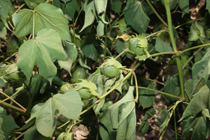 `Kuraklığa Tolerant Pamuk Islahı`