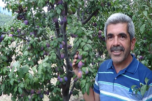 Meyveciliğe Hobi Olarak Başladı, Üretici Oldu