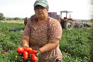 Domates Üreticisi Zor Durumda