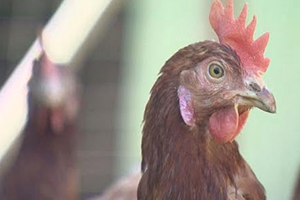 Almanya`da Zehirli Yumurta Alarmı