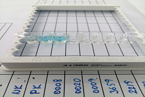 Hayvanlara Kan ve Süt Örneklerinden Gebelik Testi