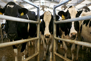 Hayvancılık Desteklerinde Uygulama Esasları Belirlendi