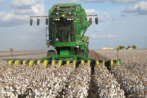 Çin`de Pamuk Üretimi Artacak