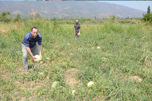 Karpuz Para Etmeyince Tarlada Kaldı