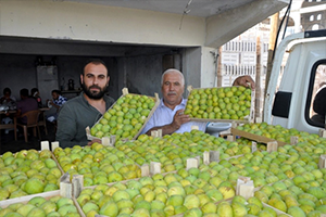 İncirin Başkenti Aydın`da Taze İncir İhracat Başladı