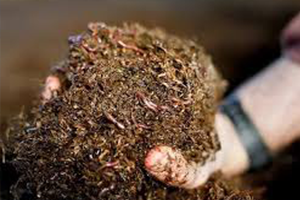 `Pis İşlerle Uğraşma` Diyenlere İnat Başarıyı Yakaladı