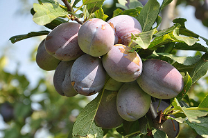 Ortadoğu ve Avrupa`nın `Birton Eriği` Sultandağı`ndan