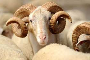 Kurbanlık Satış Fiyatları Tespit Edildi