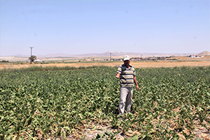 Çiftçiler TZOB ve Tarım Kredi Kooperatiflerine Tepkili