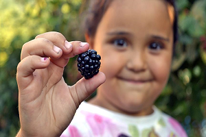 Böğürtlen Dikerek Gelirini Beşe Katladı