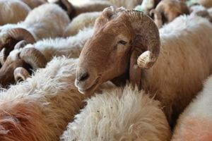 Satılmayan Kurbanlık Kırklareli`ye Dönemeyecek