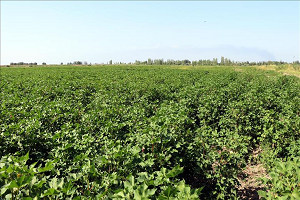 Pamuk Iğdır Ekonomisini Şaha Kaldıracak